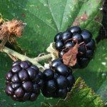 Caramelle e succhi al lampone nero contro il cancro