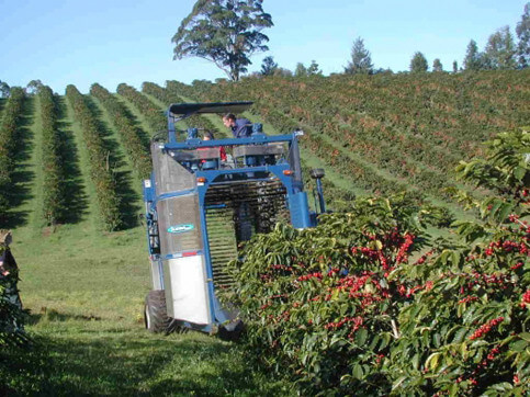 La meccanizzazione della raccolta di caffè in Brasile è al 20%