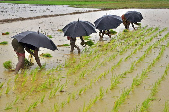 Arriva El Nino. A rischio i caffè africani