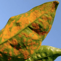 Ruggine del caffè. Non è il clima a causare epidemie
