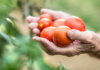 Il mondo dell’agricoltura biologica – Un mercato in crescita agricoltura biologica