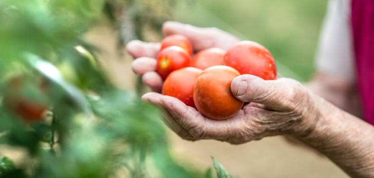 Il mondo dell’agricoltura biologica – Un mercato in crescita