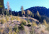 “Plant a Tree with Hannspree”. Un progetto per la riforestazione della Val di Fiemme