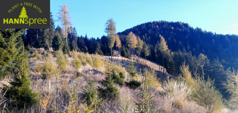 “Plant a Tree with Hannspree”. Un progetto per la riforestazione della Val di Fiemme