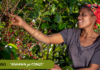 Dal programma Reviving Origins di Nespresso nasce “KAHAWA ya CONGO”, Speranza del Congo