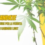 Cannabis legale e distributori automatici: la stretta è solo rimandata
