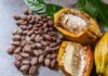 Cacao: l’escalation dei prezzi e le speculazioni mettono in crisi la filiera