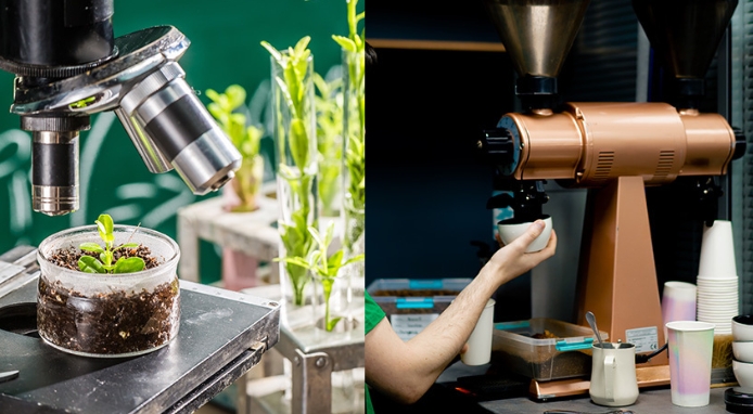 Alternative al caffè tra agricoltura cellulare e intelligenza artificiale