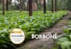 Caffè Borbone ottiene la Gold Medal nel Sustainability Rating di EcoVadis