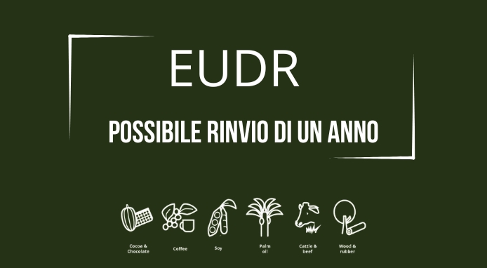 EUDR: probabile rinvio dell’entrata in vigore della normativa anti deforestazione