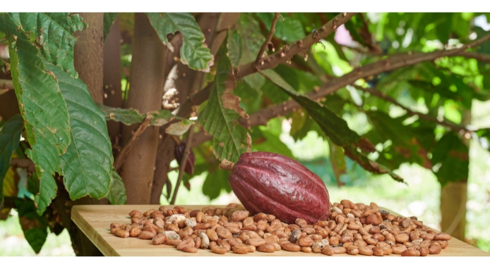 In Brasile il progetto della più grande piantagione di cacao al mondo
