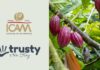 Tracciabilità del cacao: ICAM guida l’innovazione sostenibile con la blockchain