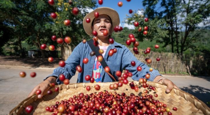 La Cina ama sempre di più il caffè e lo coltiva col sostegno del governo