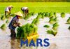 Mars investe sulla sostenibilità del riso: nasce la piattaforma “Raising Rice Right”
