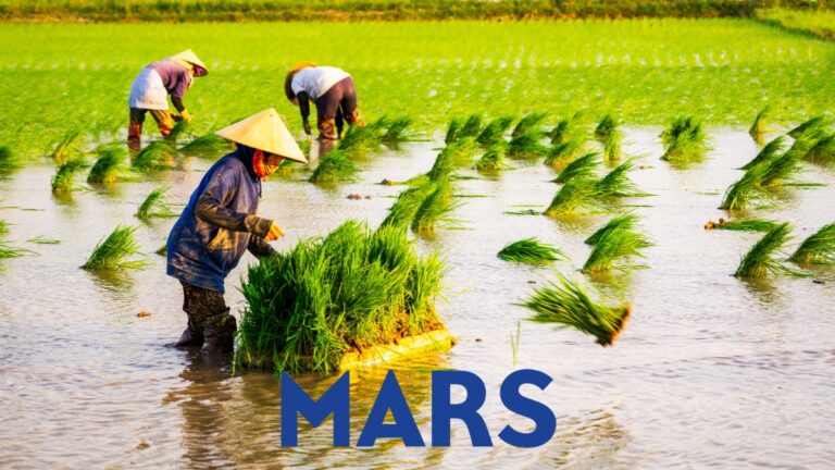Mars investe sulla sostenibilità del riso: nasce la piattaforma “Raising Rice Right”